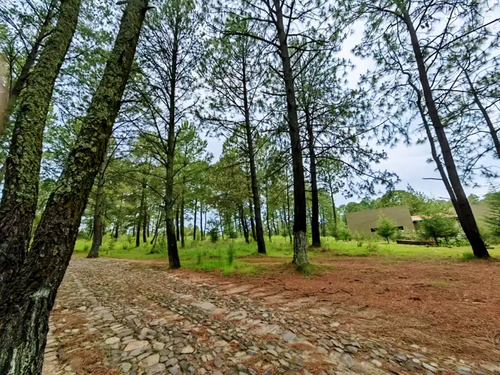 Calle empedrada entre pinos en Mezcapa