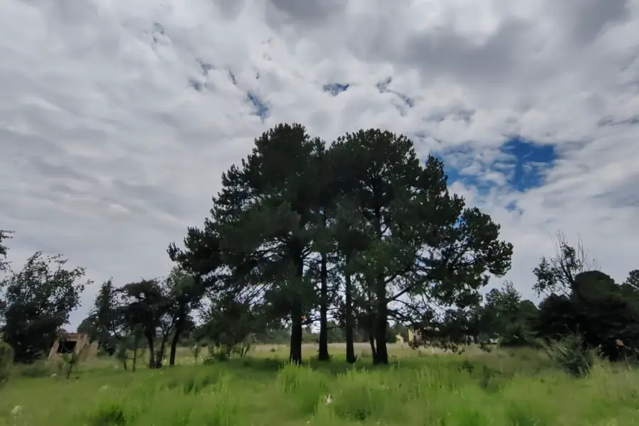 Pinos bajo cielo abierto en Mezcapa