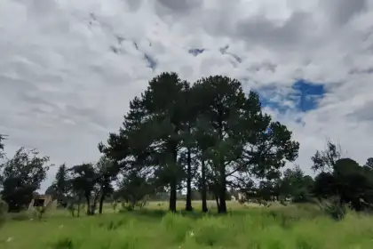 Pinos bajo cielo abierto en la sierra